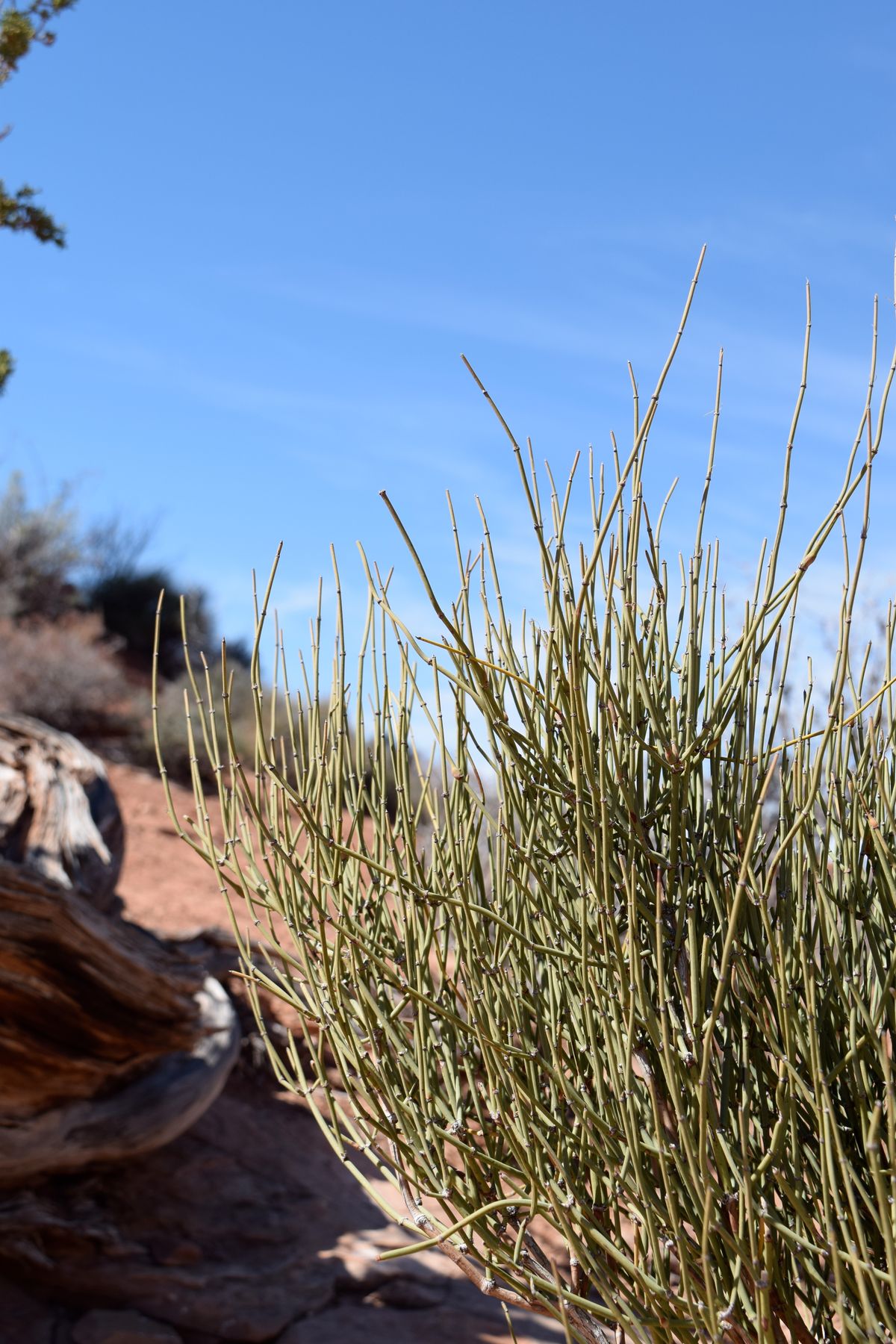 Close-up of a hardy desert plant in the American Southwest